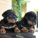 Rottweiler