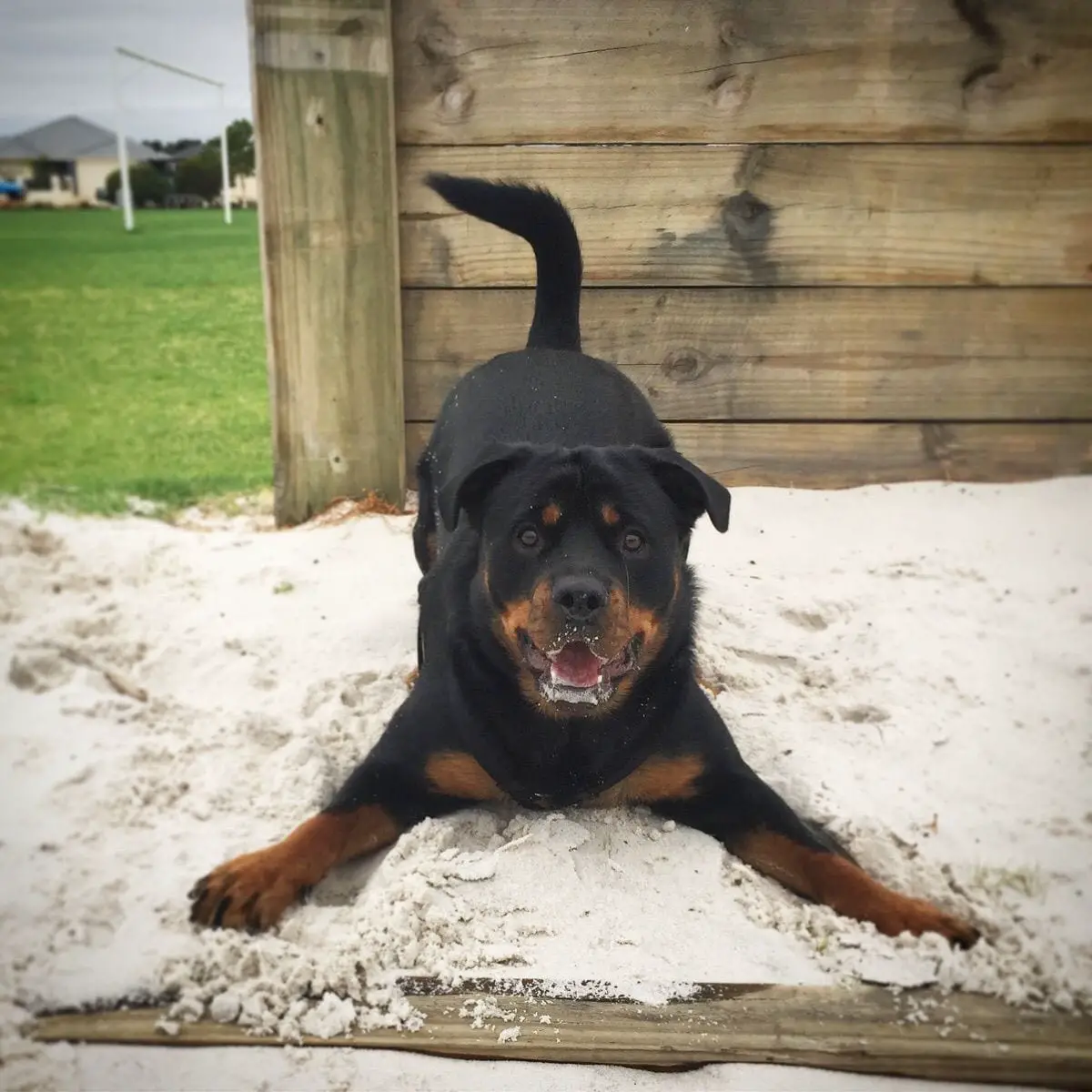 Rottweiler Fully In Charge