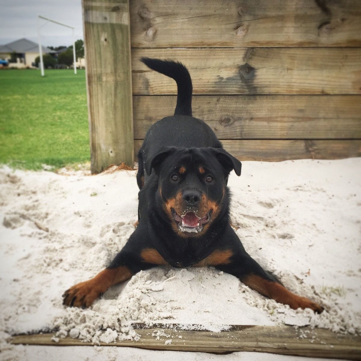 Rottweiler