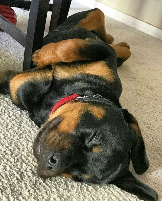 Panther Abandoned,Mother,Grows Up,Human,Rottweiler,Best Friend