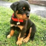 Rottweiler