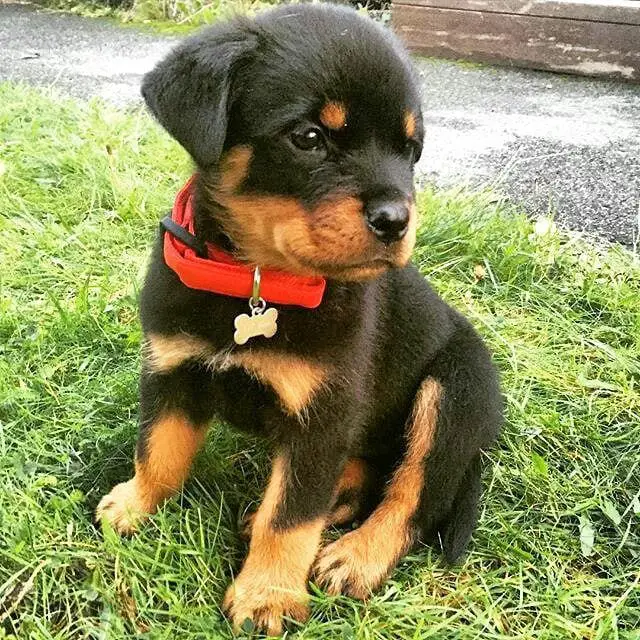 Rottweiler