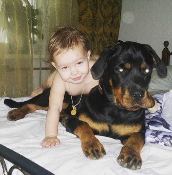 Rottweiler