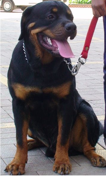 Panther Abandoned,Mother,Grows Up,Human,Rottweiler,Best Friend