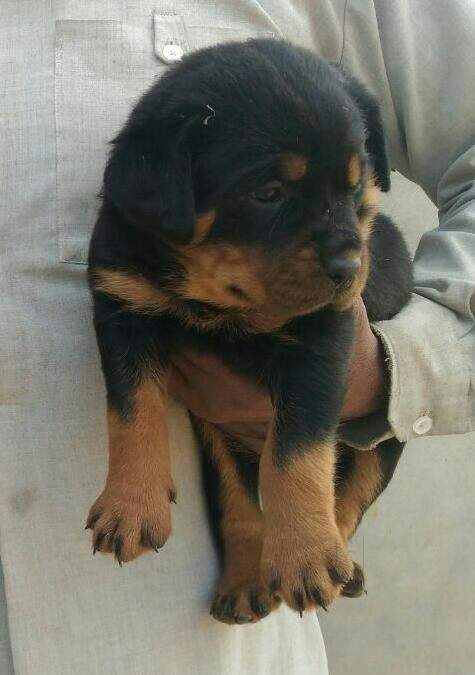 Panther Abandoned,Mother,Grows Up,Human,Rottweiler,Best Friend