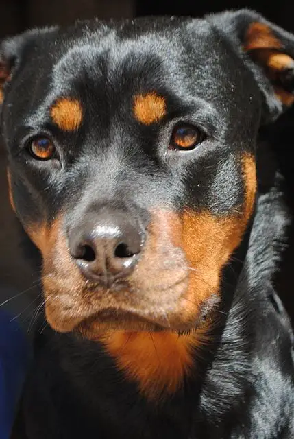 Panther Abandoned,Mother,Grows Up,Human,Rottweiler,Best Friend