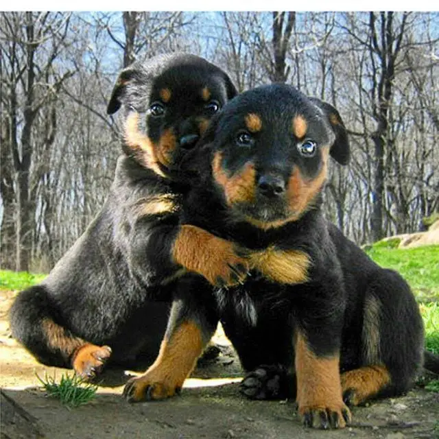 Rottweiler