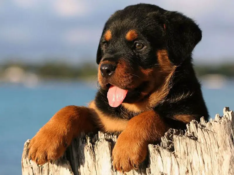 Rottweilers