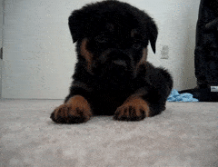 Panther Abandoned,Mother,Grows Up,Human,Rottweiler,Best Friend