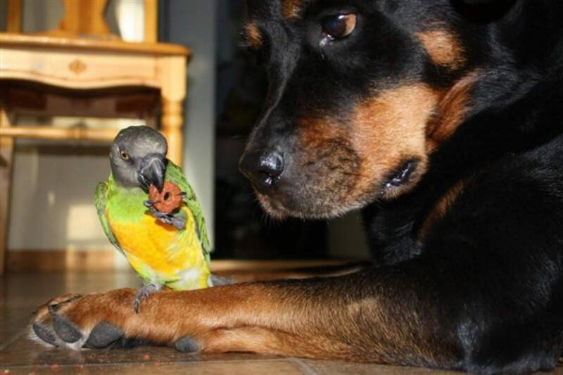 15 Pictures That Prove Rottweilers Are The Worst Dogs On Earth 12 Rottweiler