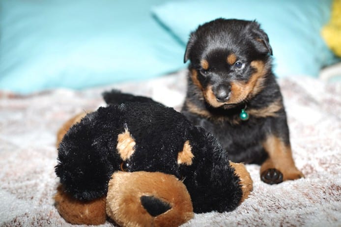 Panther Abandoned,Mother,Grows Up,Human,Rottweiler,Best Friend