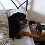 Rottweiler
