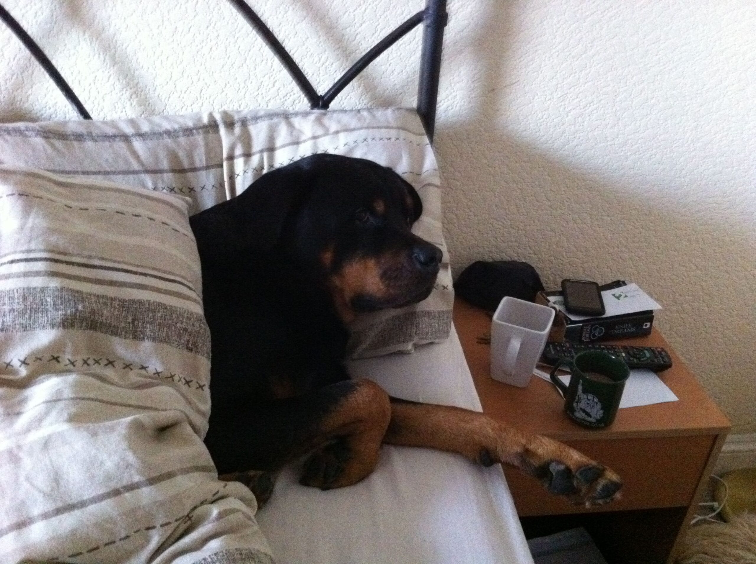 15 Pictures That Prove Rottweilers Are The Worst Dogs On Earth 13 Rottweiler