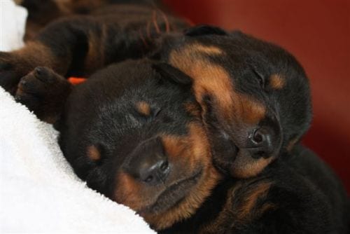 Panther Abandoned,Mother,Grows Up,Human,Rottweiler,Best Friend