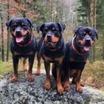 Rottweiler