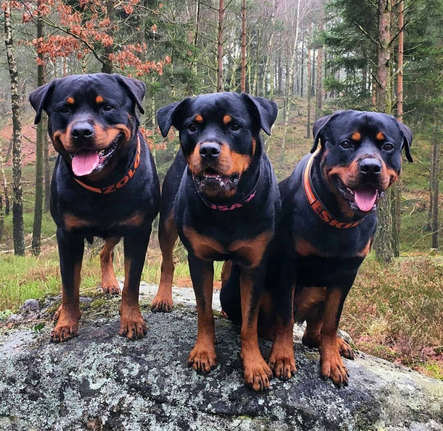 15 Pictures That Prove Rottweilers Are The Worst Dogs On Earth 14 Rottweiler