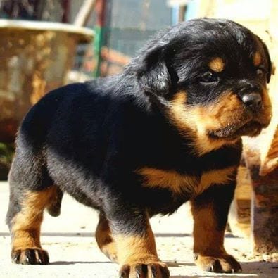 Panther Abandoned,Mother,Grows Up,Human,Rottweiler,Best Friend