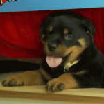 Rottweiler’s Health