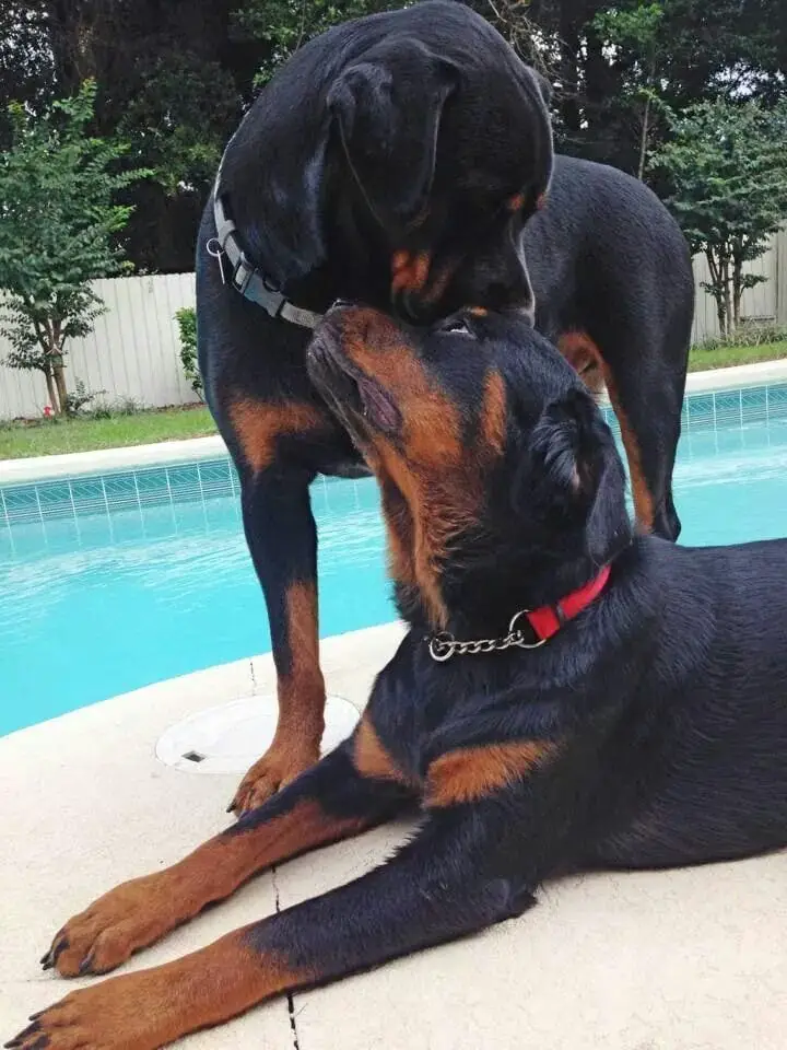 15 Pictures That Prove Rottweilers Are The Worst Dogs On Earth 2 Rottweiler