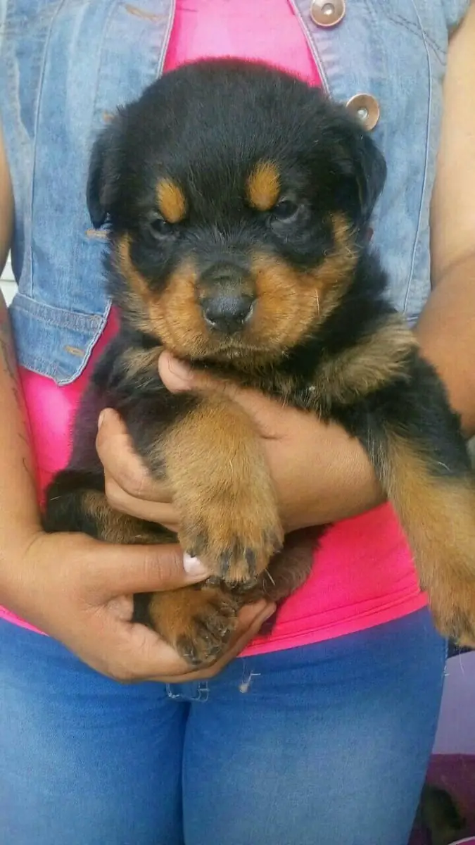 Rottweiler