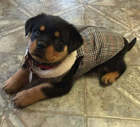 Rottweiler