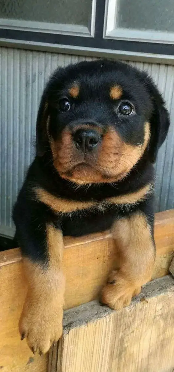 Rottweiler