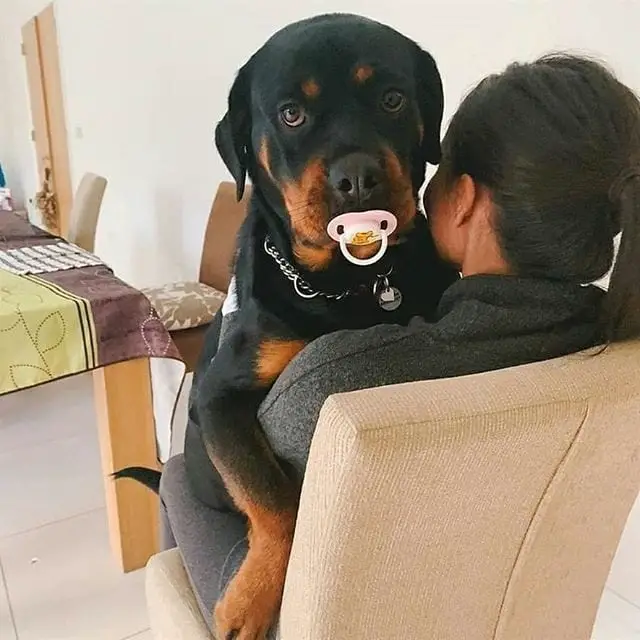 Panther Abandoned,Mother,Grows Up,Human,Rottweiler,Best Friend