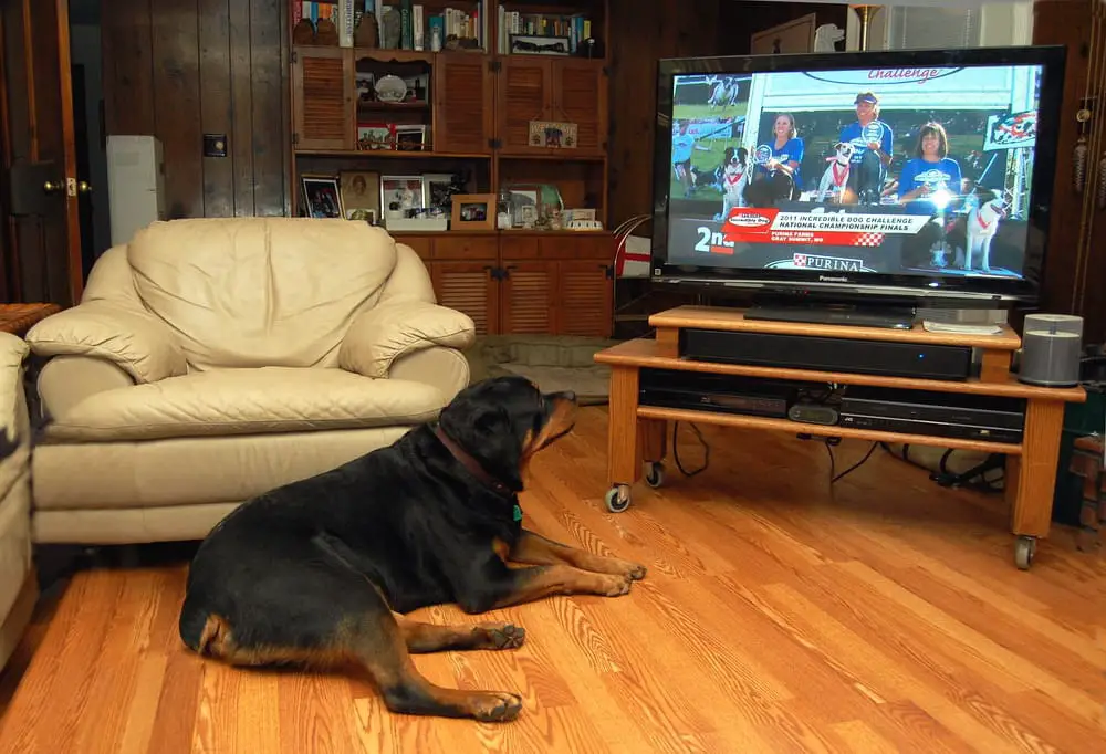 Panther Abandoned,Mother,Grows Up,Human,Rottweiler,Best Friend