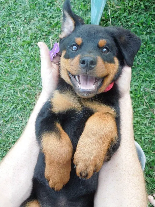 Panther Abandoned,Mother,Grows Up,Human,Rottweiler,Best Friend