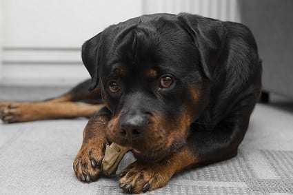 Panther Abandoned,Mother,Grows Up,Human,Rottweiler,Best Friend