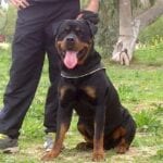 Rottweiler