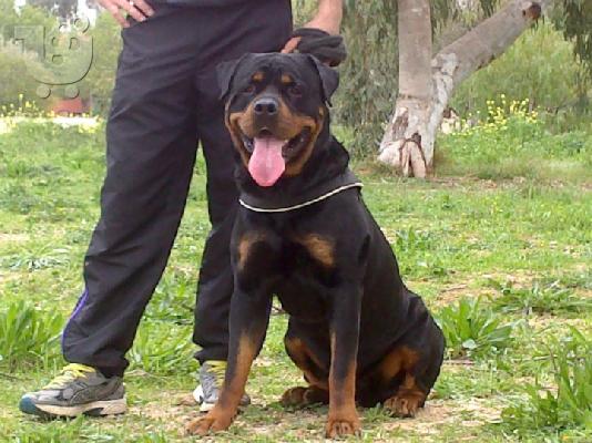 Rottweiler