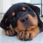 Rottweiler’s Health