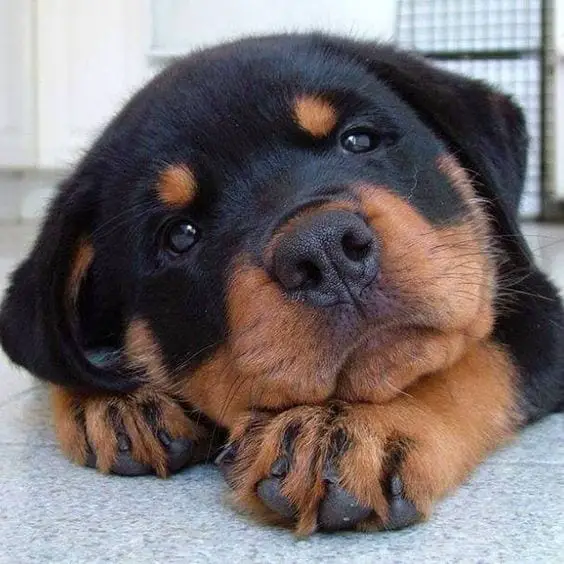 Rottweiler