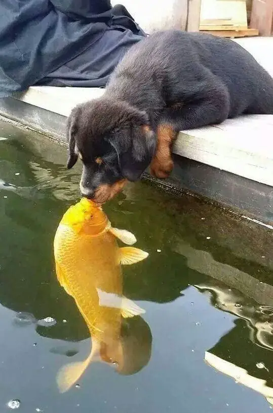 Panther Abandoned,Mother,Grows Up,Human,Rottweiler,Best Friend