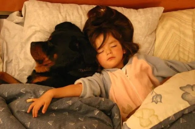 rottweiler owner