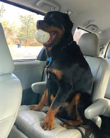 Rottweiler