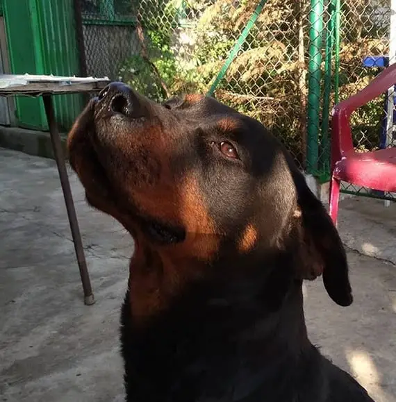 Rottweiler