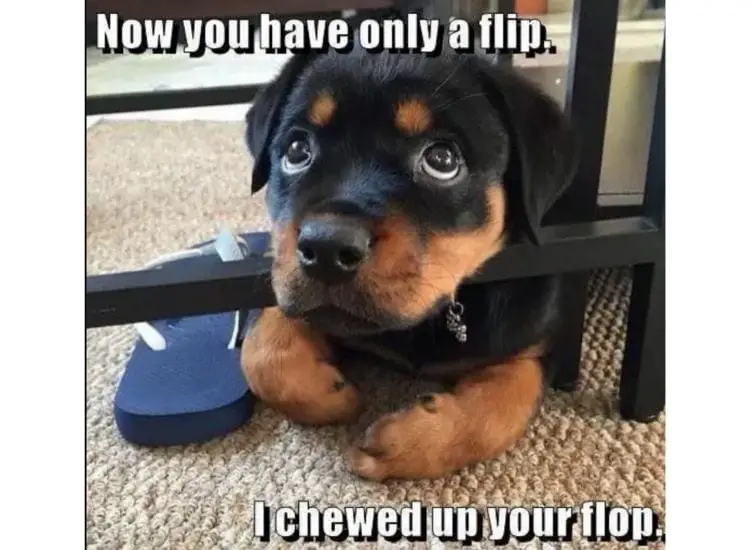 Top 8 Hilarious Rottweiler Memes From The Internet! 2 Rottweiler