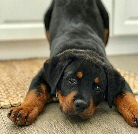 Science proved you and your Rotweiller fall in love when you look in each other’s eyes 2 Rotweiller