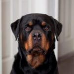 Rottweiler Names