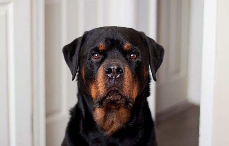 370 Rottweiler Names – Popular Male and Female Names 2 Rottweiler Names
