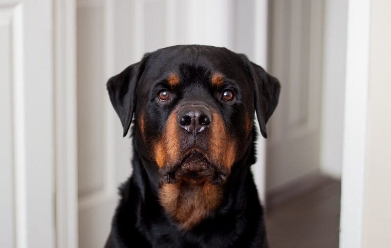 Rottweiler Names