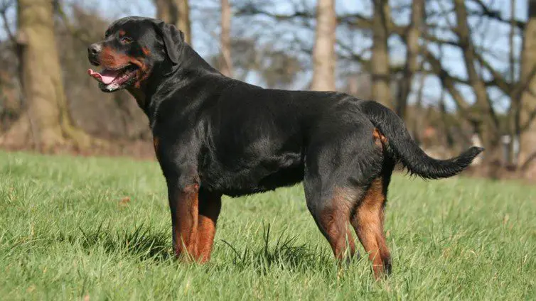 Rottweiler