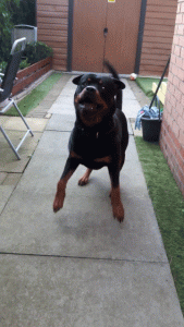 11 Signs Your Rottweiler Is Obsessed With You! 2 Rottweiler