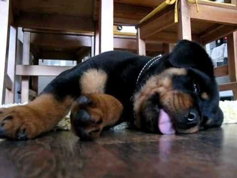12 Of The Weirdest But Truly Wonderful Rottweilers Sleeping Positions 2 Rottweiler