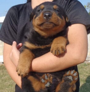 Rottweiler