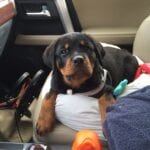 Rottweiler