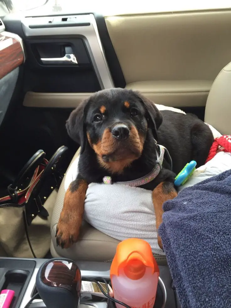 15 Pictures That Prove Rottweilers Are The Worst Dogs On Earth 3 Rottweiler