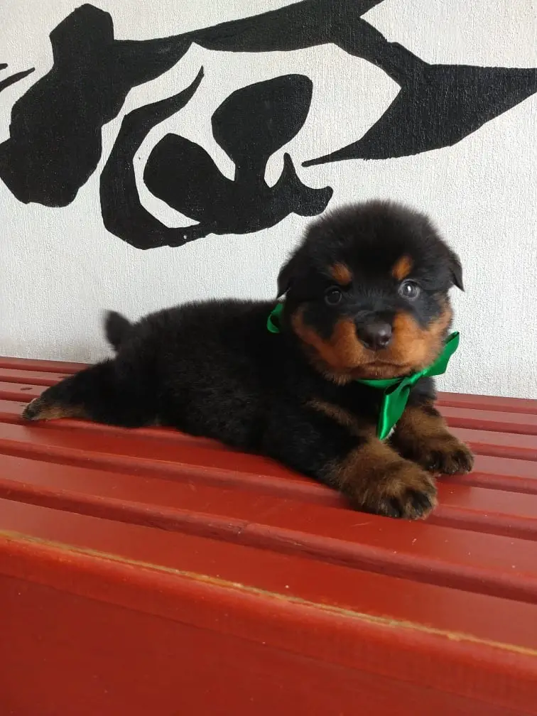 Rottweiler